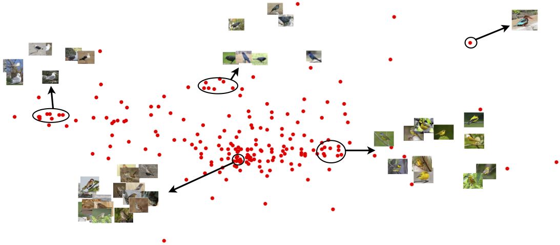 Bird Similarity Embedding